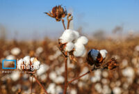 سازگاری برای بقا در کمآبی؛ قصه غمگین «طلای سفید» در گرمسار سازگاری برای بقا در کمآبی؛ قصه غمگین «طلای سفید» در گرمسار