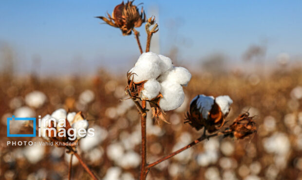 سازگاری برای بقا در کمآبی؛ قصه غمگین «طلای سفید» در گرمسار سازگاری برای بقا در کمآبی؛ قصه غمگین «طلای سفید» در گرمسار