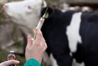 سرعت سرایت تا ۲۵ برابر کرونا/ دام‌های شیری پربازده هدف ویروس «تب برفکی» است