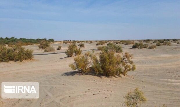 قلمستانهای گزشاهی گرمسار برای مقابله با بیابانزایی توسعه مییابد قلمستانهای گزشاهی گرمسار برای مقابله با بیابانزایی توسعه مییابد