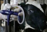 کنترل بیماری تب برفکی در استان سمنان کنترل بیماری تب برفکی در استان سمنان