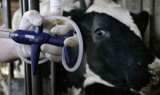 کنترل بیماری تب برفکی در استان سمنان کنترل بیماری تب برفکی در استان سمنان