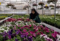 سمنان در مسیر تبدیل به قطب گلخانهای کشور سمنان در مسیر تبدیل به قطب گلخانهای کشور