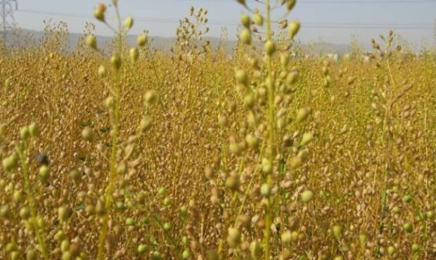 آغاز برداشت دانه روغنی کاملیا در کالپوش آغاز برداشت دانه روغنی کاملیا در کالپوش
