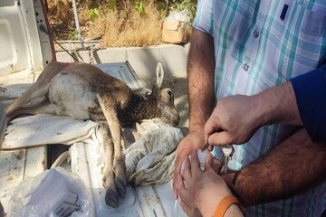کشف لاشه شکار در پارک ملی توران؛ متخلفان شناسایی شدند کشف لاشه شکار در پارک ملی توران؛ متخلفان شناسایی شدند
