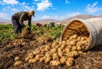 شاهرود قطب سیبزمینی استان سمنان؛ ۳۲ تن در هر هکتار برداشت میشود شاهرود قطب سیبزمینی استان سمنان؛ ۳۲ تن در هر هکتار برداشت میشود